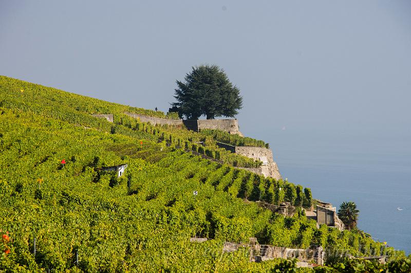 Vineyard and Lac Léman IMGP3419.jpg